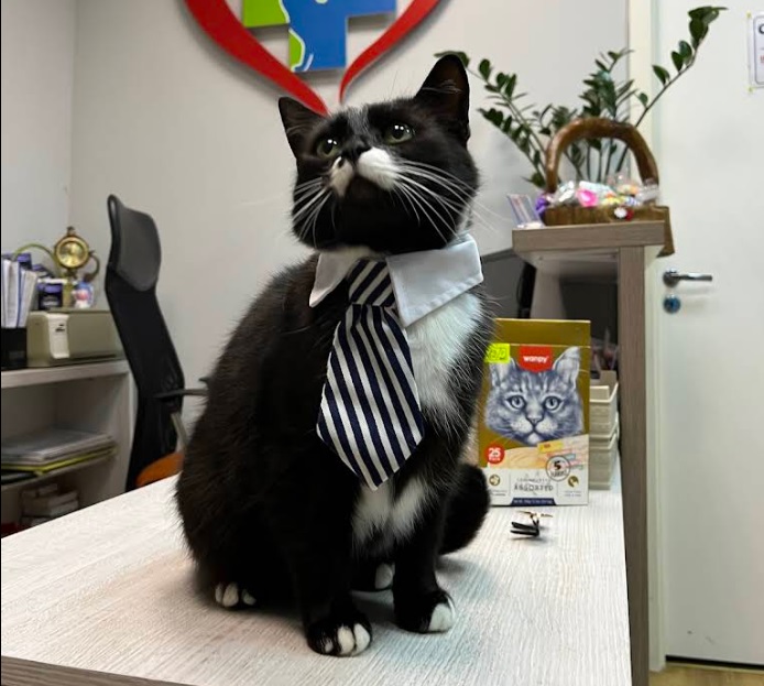 cat